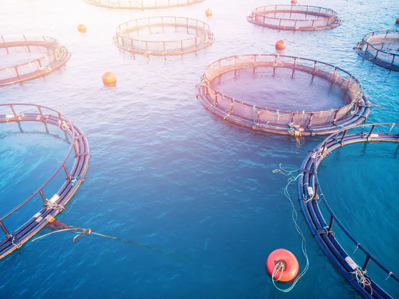 Aquaculture facility monitored with edge computing vision